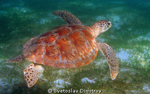 Flying turtle on a depth of 5-6 meters . by Svetoslav Dimitrov 